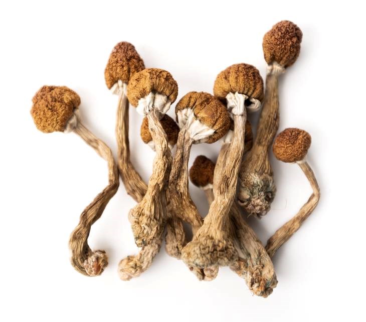 Psilocybin on white background